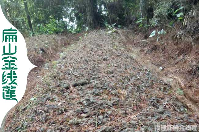 福建金線蓮林下種植基地