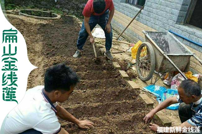 大同林下仿野生金線蓮