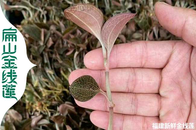 青海的果洛玉樹金線蓮種植標準基地 干貨種苗0.69元/珠