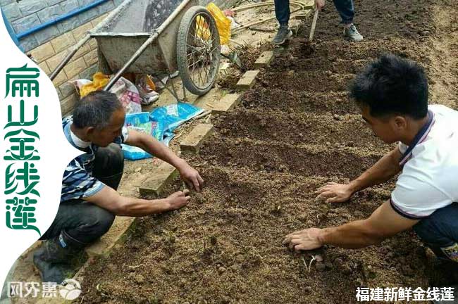 廣東金線蓮育苗工人