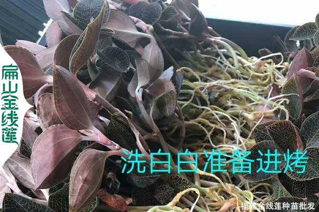 云南新鮮金線蓮種苗