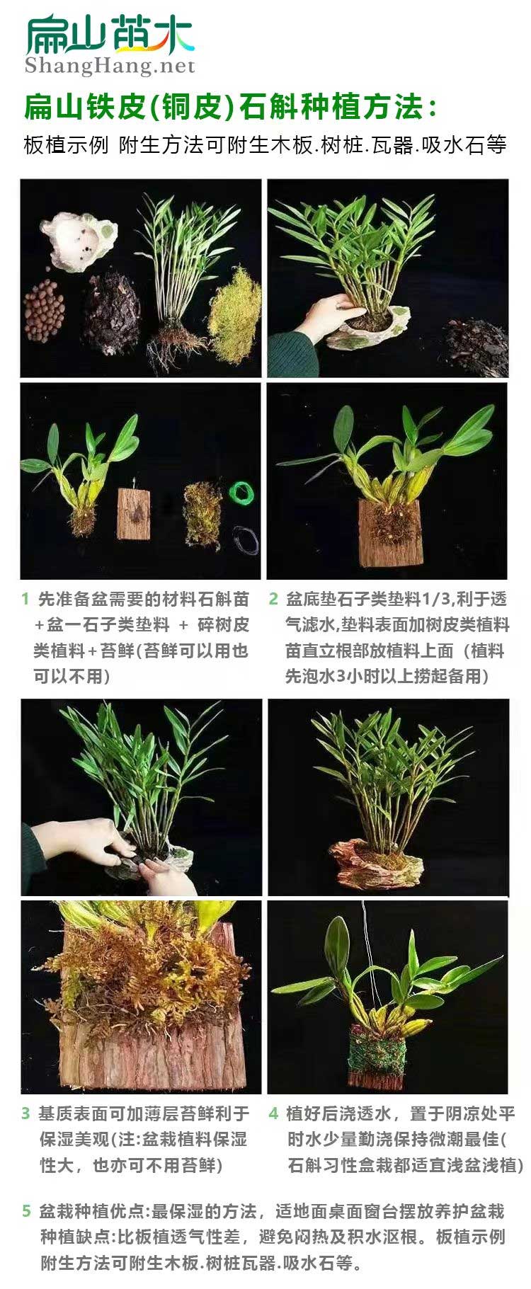 江西金線蓮種植技術(shù)