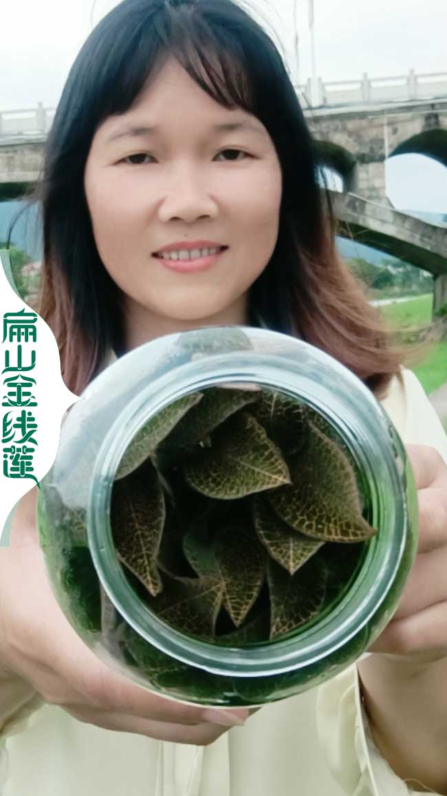 大南平金線蓮種苗批發(fā)價格多少錢一珠 南平金線蓮種植基地