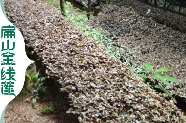 韶關(guān)林下種植金線蓮