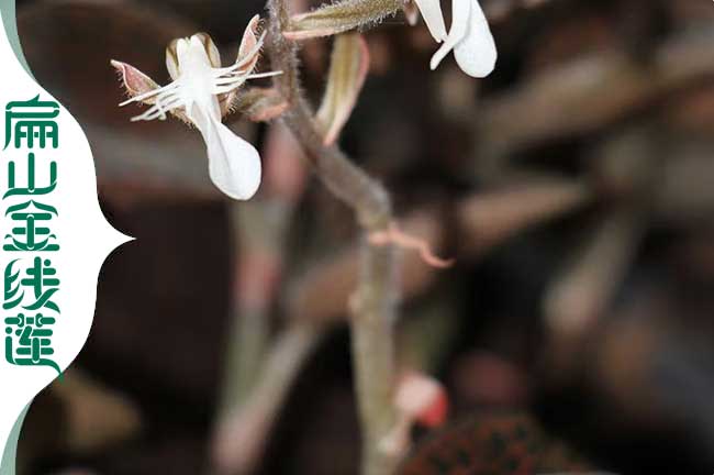 福建金線蓮花批發(fā)