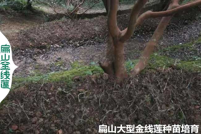 福建林下種植金線蓮