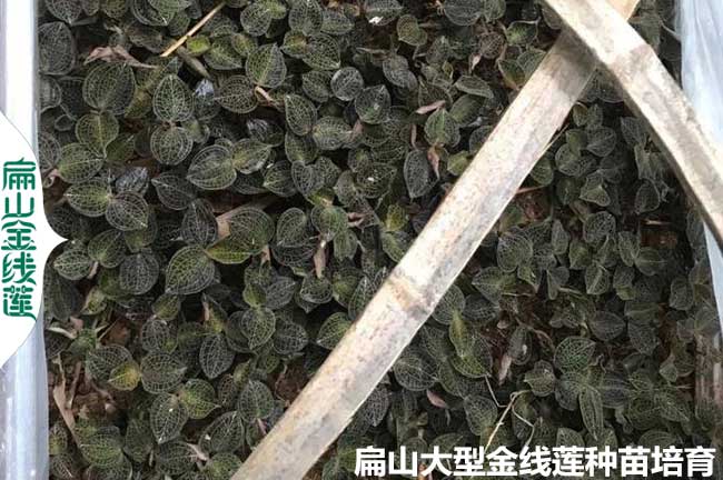 福建林下種植金線蓮