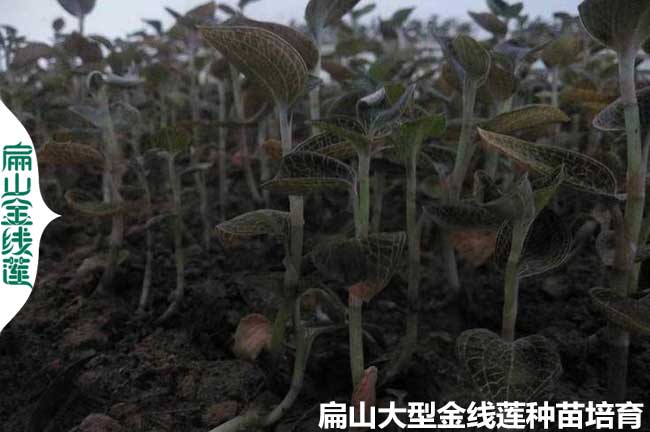 金線蓮種植土壤