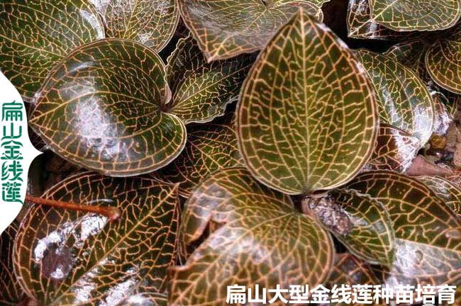 金線蓮種植套路