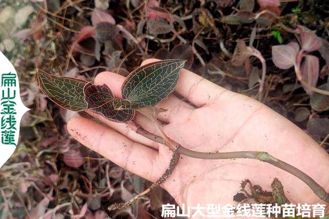 金線蓮種植水份