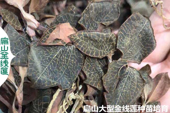 福建金線蓮種植條件