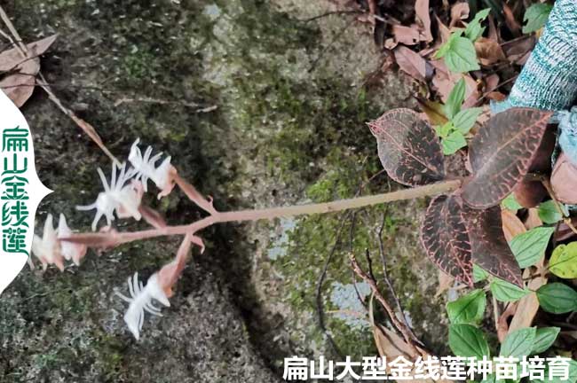 福建漳州南靖龍巖金線蓮干貨種苗開花期的時間(食用方法)