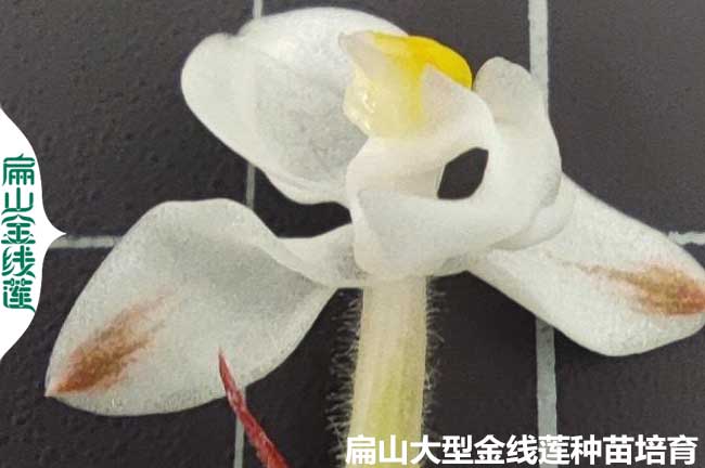 金線蓮開花