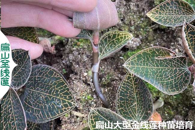 福建金線蓮種植的土壤要求