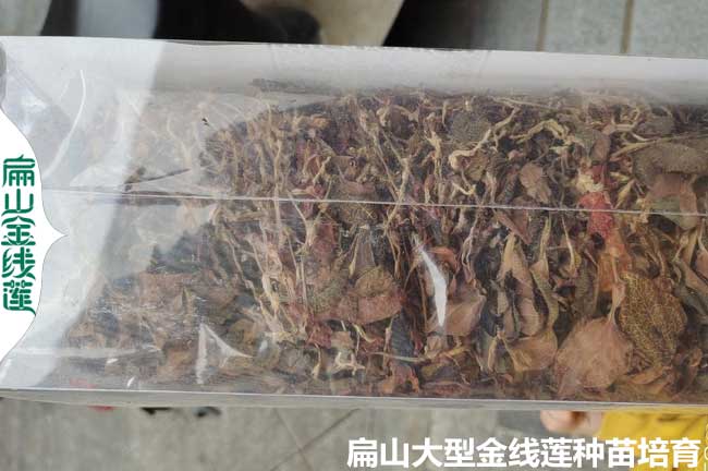 泉州金線蓮干貨