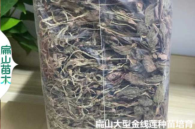 長泰金線蓮干貨