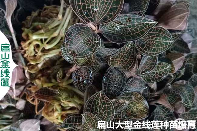 漳州大型金線蓮種苗基地