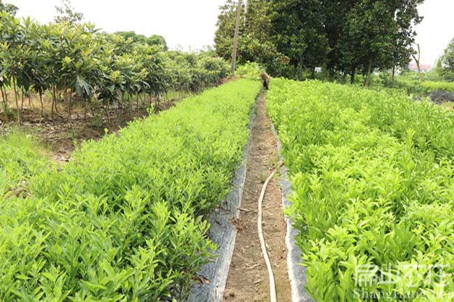 贛州橘子種植基地