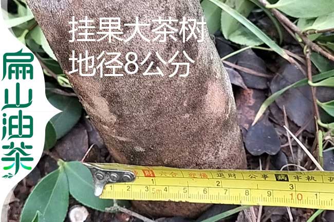 永州地徑8公分油茶樹