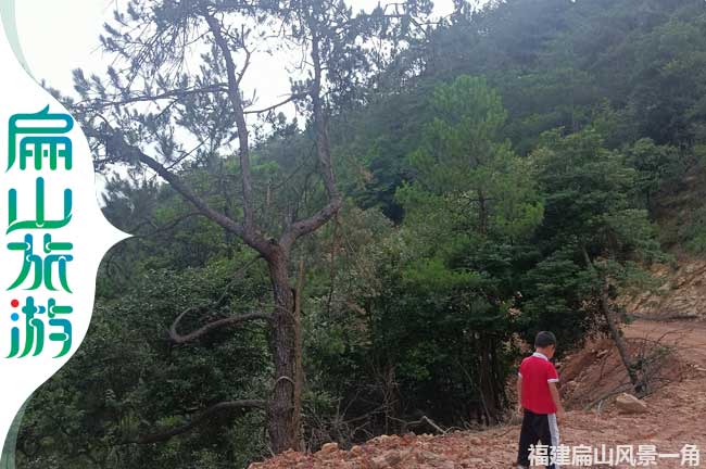 舊縣路邊松樹美景