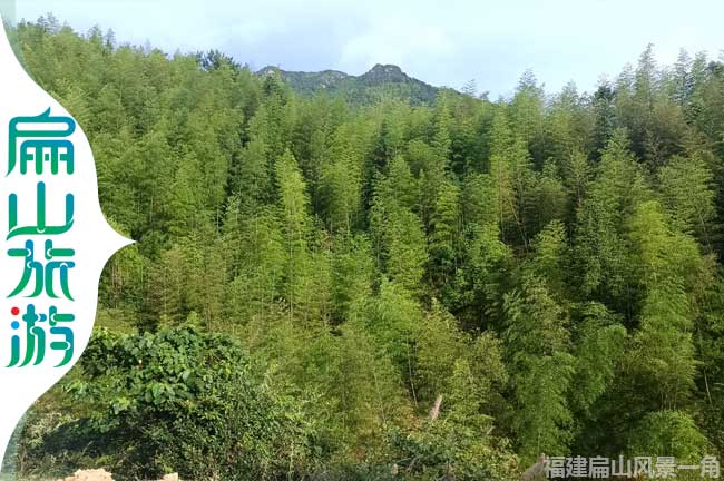 扁山毛竹山美景