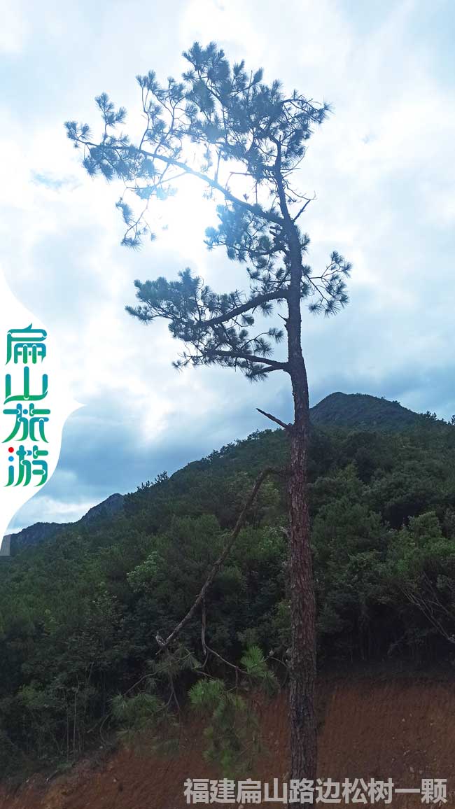 龍巖迎客松風景區(qū)