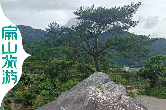 福建迎客松風(fēng)景