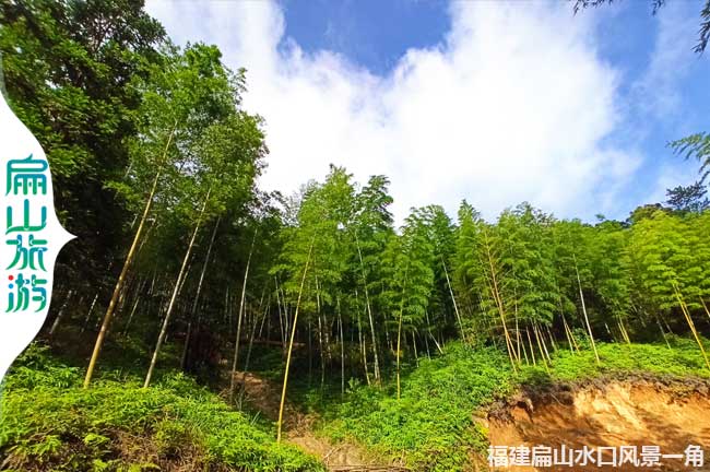 扁山竹林風(fēng)景一角