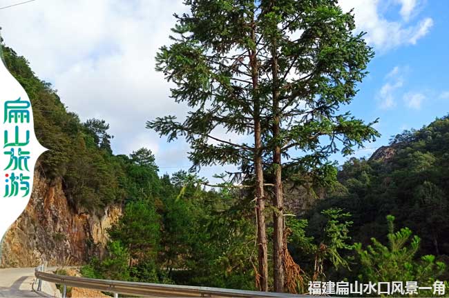 扁山水庫(kù)風(fēng)景杉樹