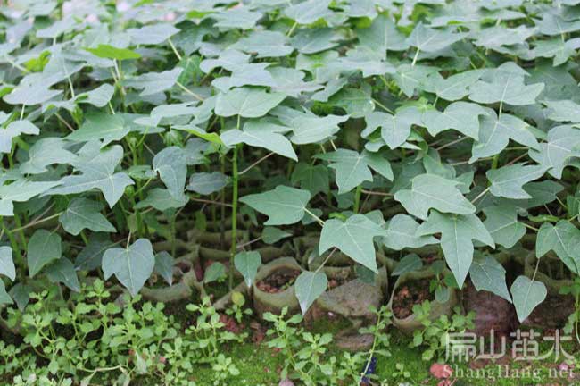 福建木瓜種植基地