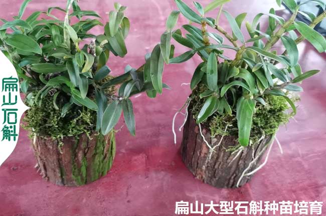 龍巖鐵皮石斛金線蓮種苗培育種植標(biāo)準(zhǔn)基地 上杭永定1元/珠