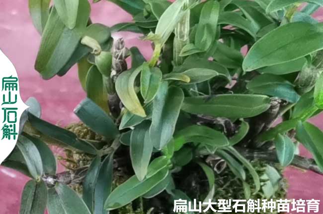 龍巖鐵皮石斛種苗培育