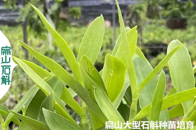 桂林麝香石斛種植