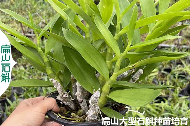 云南麝香石斛種植