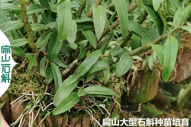 福建水草石斛種植