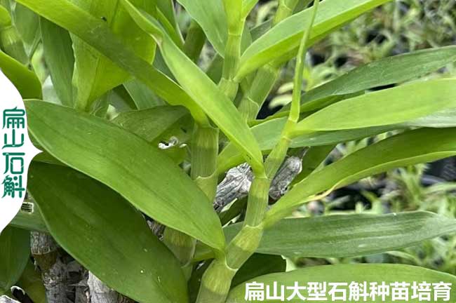 浙江麝香石斛種苗