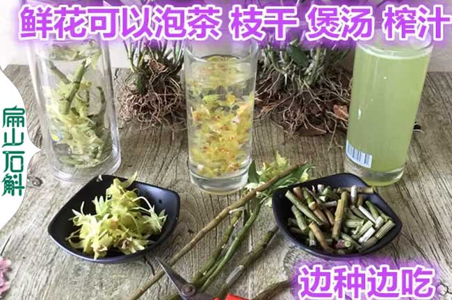 貴州鐵皮石斛食用