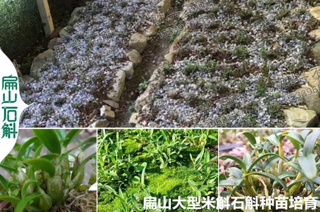 河南鐵皮石斛種植基地