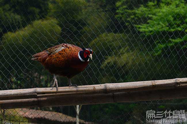 福州山雞養(yǎng)殖