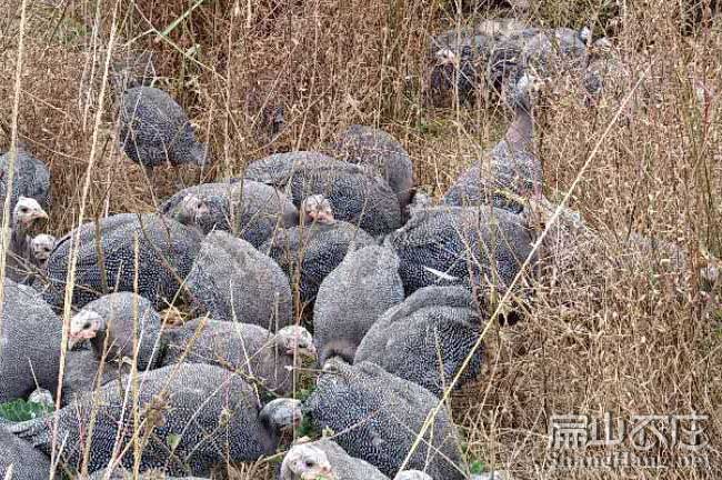 永定珍珠雞養(yǎng)殖