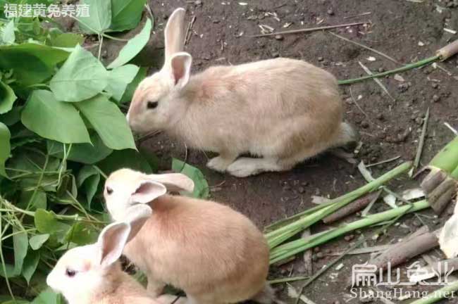 潮州黃兔養(yǎng)殖