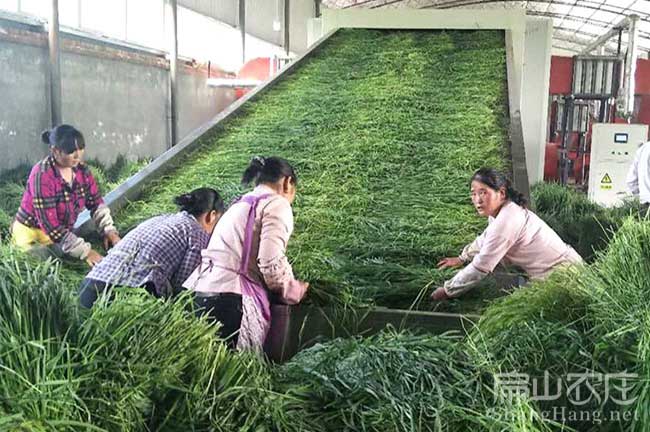 福建兔草種子批發(fā)