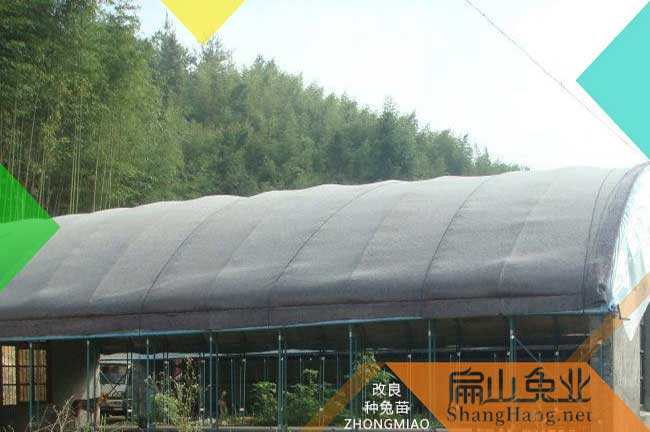 龍巖東肖曹溪18000只竹鼠養(yǎng)殖基地肉兔銷售批發(fā)價格