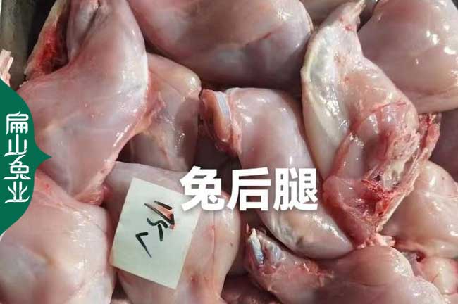 福建肉兔批發(fā)