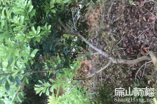 廣東水晶楊梅苗 東莞東魁大黑炭楊梅培育種植基地徑1-3公分