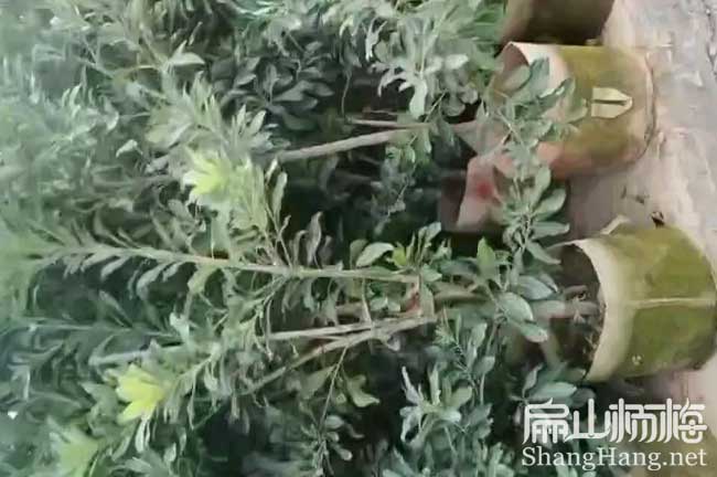 南通地徑3公分楊梅杯苗