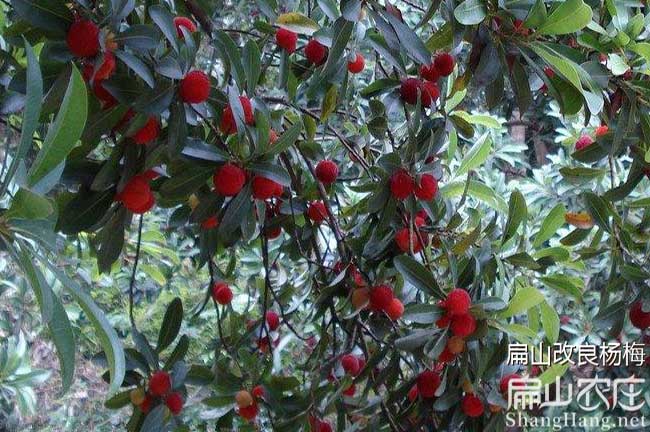 岳陽楊梅種植技術(shù)