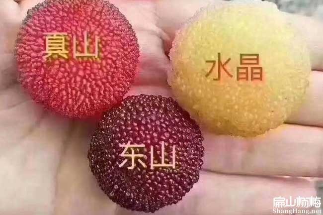 水晶楊梅種植