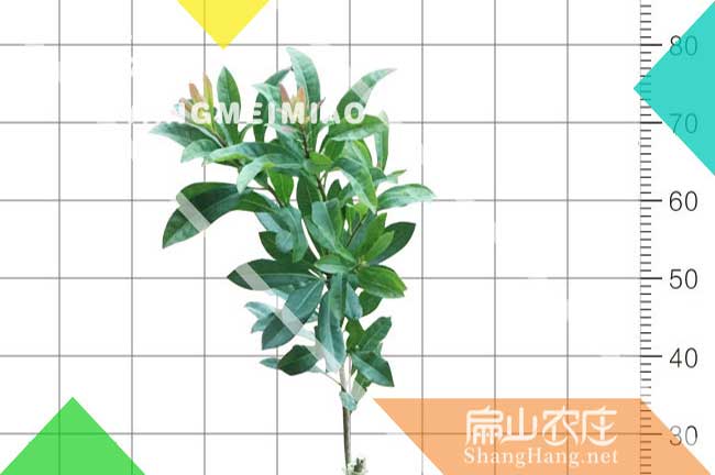 5號(hào)東魁楊梅普洱小杯苗 普洱東魁楊梅實(shí)生裸根苗30-40公分