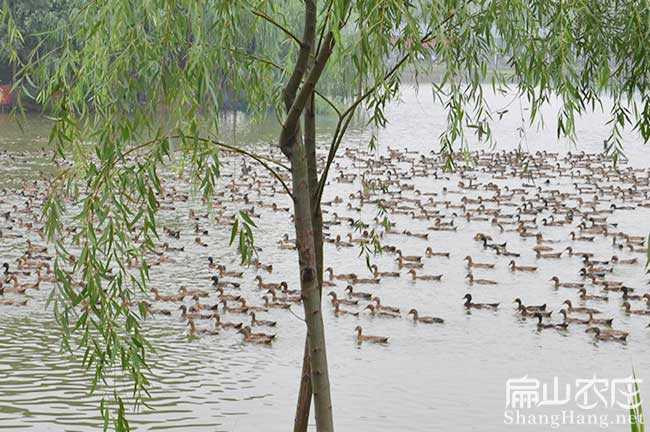 龍巖番鴨養(yǎng)殖